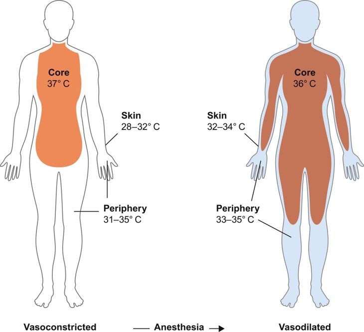 Analyzing average skin temperature and baseline cardiovascular metrics
