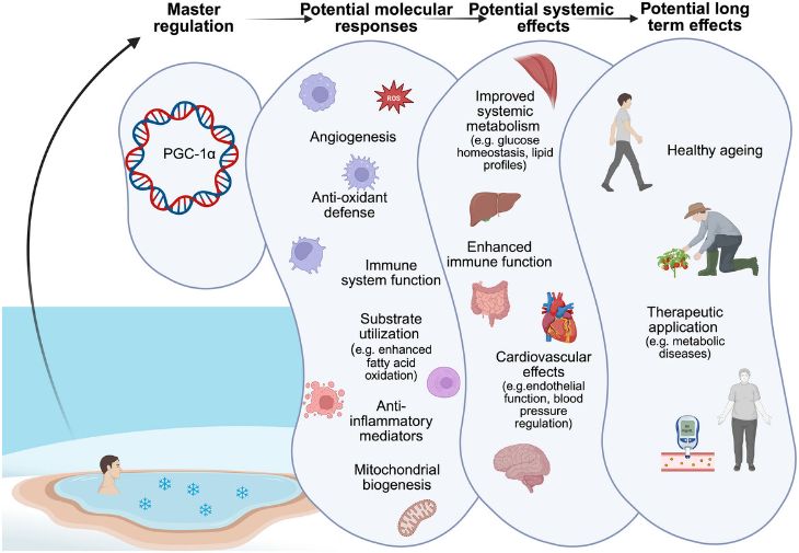 cold exposure benefits